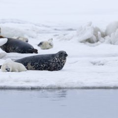Puhka Kihnus tarjoaa: opastettu kuorma-autokierros Kihnun saarella