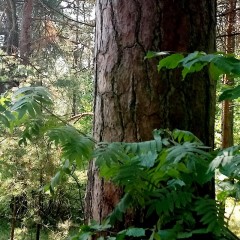 aaa