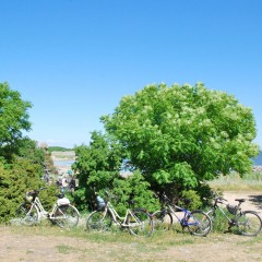 aaa