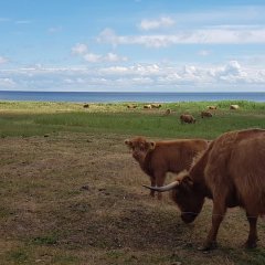 Ristin tilan kotimajoitus Kihnussa