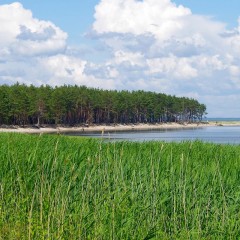 aaa