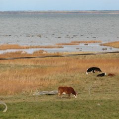 Jalgsimatk Kihnu saare looduses koos lugude ja legendidega