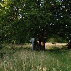 Kihnun kartanopaikan lehmukset