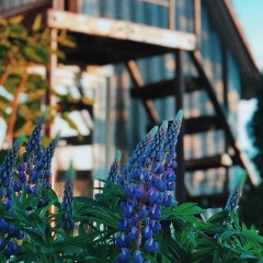 aaa